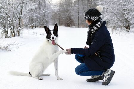 Big black-white dog is giving a paw its owner on a background of winter snowy forest.の写真素材