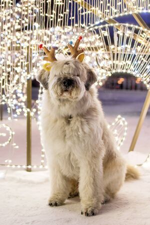 White long-haired South Russian Shepherd Dog is wearing colorful deer horns on a street on a background of Christmas lights.の写真素材