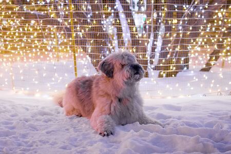 White long-haired South Russian Shepherd Dog on a street on a background of Christmas lights.
