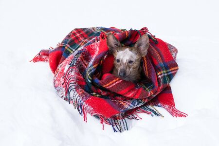 Little dog with big ears wrapped in red checkered plaid on a snow.の写真素材