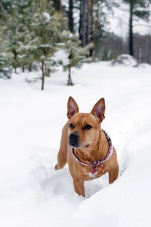 American Staffordshire terrier is walking on a snow in winter forest.の写真素材
