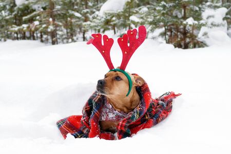 American Staffordshire terrier with red deer horns wrapped in red checkered plaid on a snow in winter forest.の写真素材