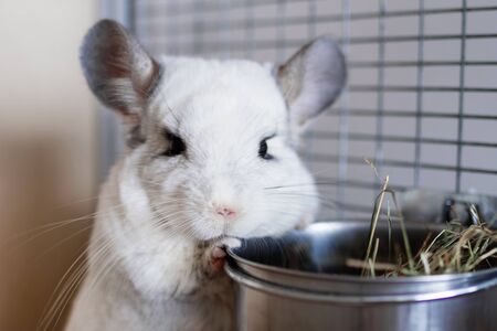 Cute chinchilla of white color is sitting in its house near to bowl with hay.の写真素材