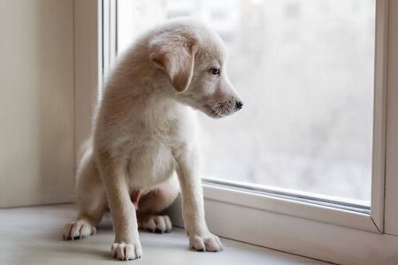 Cute little white puppy is sitting on a windowsill and looking to the window.