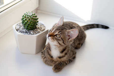 White tabby kitten with yellow eyes in sunlight is sitting on a windowsill near to cactus in ceramic pot and looking to the window.の写真素材