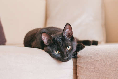 Little adorable black kitten is resting on a beige sofa.の写真素材