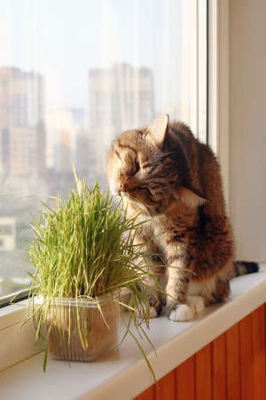 Portrait of brown and white tabby cat sitting near to window and eating pet grass.の写真素材