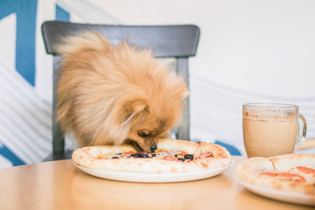 Small orange Pomeranian Spitz is sitting in cafe with pizza and cup of coffee. Dog friendly cafe.の写真素材