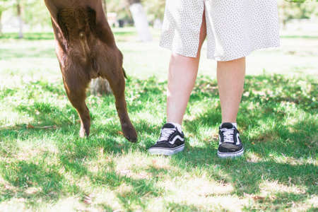 Human and dog's feet on summer grass. Photo of dog's paws and woman's legs in sneakers side by side....