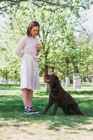 Young Caucasian woman is playing with puppy of chocolate Labrador retriever in the summer park. Training with dog.の写真素材
