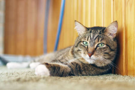 Cute short haired brown tabby cat with green eyes is resting on a floor in balcony.