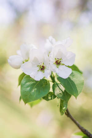 Brunch of blooming apple tree in spring time.の写真素材
