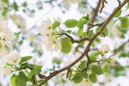 White flowers of blooming apple tree in spring on a sunny day.の写真素材