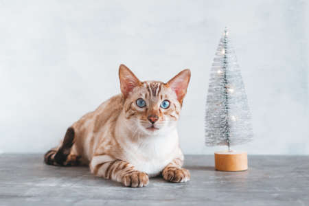 Adorable Bengal cat is sitting near to artificial silver Christmas tree on gray background. Cat...