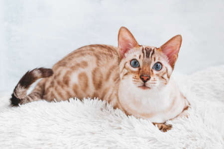 Beautiful Bengal cat with blue eyes on white soft fluffy plaid.の写真素材