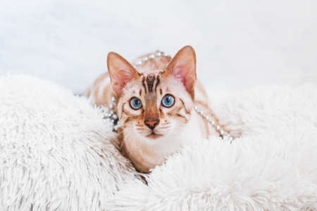 Beautiful Bengal cat on white soft fluffy plaid with silver Christmas decorations.の写真素材