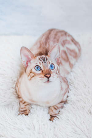 Young silver tabby Bengal cat with beautiful blue eyes on white soft plaid.の写真素材