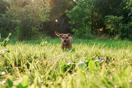 Happy small dog is running on a grass in park in sunshine.