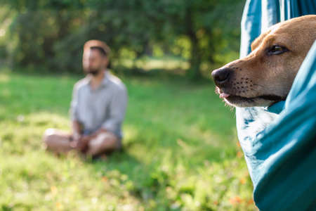 Close up face of cute brown dog in hammock on background of summer park with his owner who is...