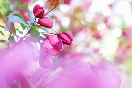 Blossom red apple tree flowers in springtime with blurred background and copy space. spring season...