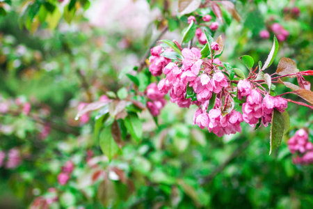 Blossom pink apple tree flowers with drops of water after rain in springtime.の写真素材