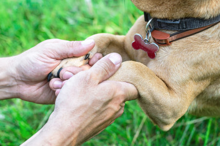 Paws of dog in hands of owner. Concept of friendship and relationship between man and dog.の写真素材