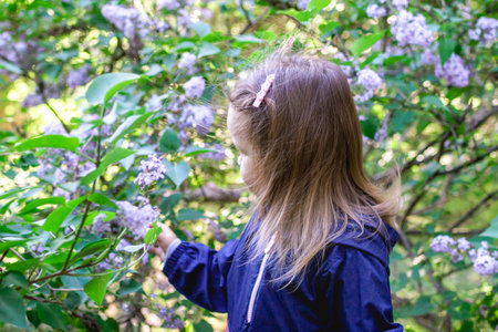 Portrait of cute little girl in a garden with lilac trees, back view. Candid child portrait at spring season.の写真素材