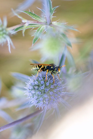 Wasp is collecting nectar from Pumeless thesetles (Carduus). Insect on a flower on a soft nature background.の写真素材