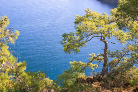 Beautiful summer coast with mountains, blue sea and pine trees. Cirali, Antalya Province in Turkey.の写真素材