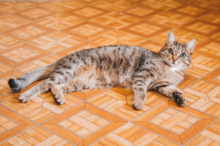 Beautiful short haired tabby cat is lying on a floor at home. Domestic cat in real life.の写真素材