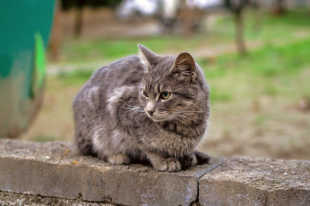 Gray tabby short haired homeless cat on a street in Istanbul, Turkey.