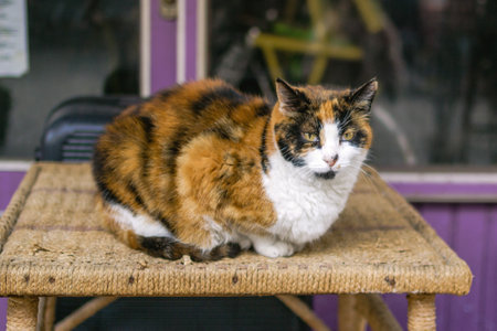 Street short haired cat of tortoiseshell color is resting on a table outside on a street. Istanbul, Turkey.の写真素材