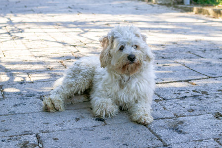 Dirty fluffy white dog is resting on a street in the shade.の写真素材