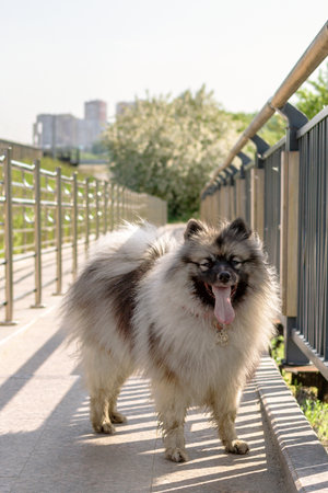 Fluffy Keeshond dog with long tongue, collar charm, is standing on a street on a sunny summer day.