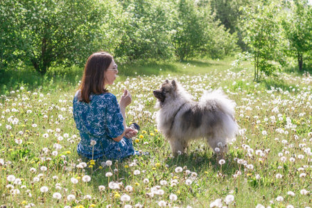 Beautiful woman making a wish while sitting in a dandelion field with her fluffy Keeshond dog.の写真素材