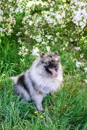 Adorable fluffy black and silver Keeshond dog is sitting on green grass with white flowers.の写真素材
