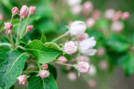 Delicate pink apple blossoms on a tree branch with green leaves in early spring.