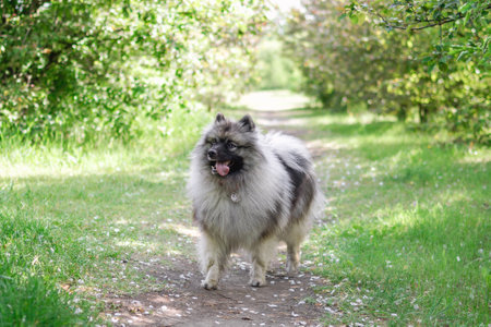 Small Keeshond dog sitting on the ground in the park and looking sideways.の写真素材