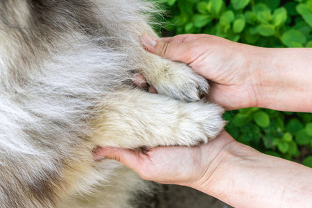 Close-up of hands holding fluffy dog paw with collar tag on green background.の写真素材