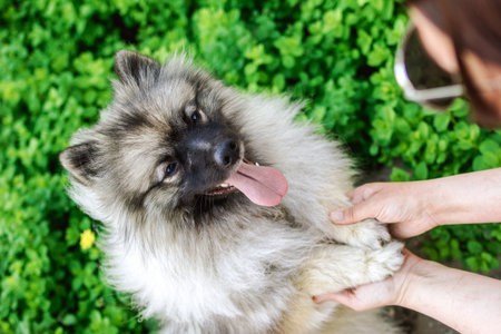 Small fluffy Keeshond dog looking up at camera with mouth open and pink tongue hanging out.
