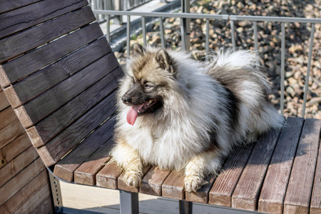 A fluffy gray and white Keeshond dog on a park bench on a sunny day.