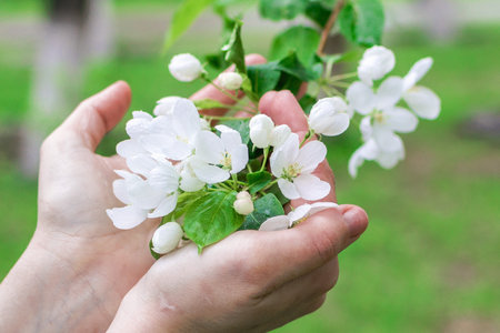 Capturing the Beauty of Nature Serene Moment with Delicate White Apple tree flowers in Hands.の写真素材