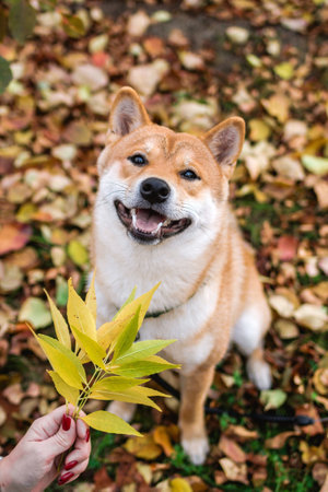 Happy Shiba Inu dog on a walk with its owner and playing with yellow autumn leaves in the park.の写真素材