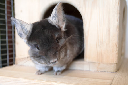 Cute chinchilla of brown velvet color is sitting on a wooden shelf near to its house and looking away, side view.の写真素材