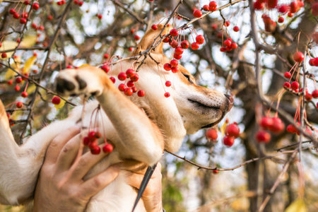 Happy Shiba Inu dog playing in the autumn park with red rowan berries on the branches.の写真素材