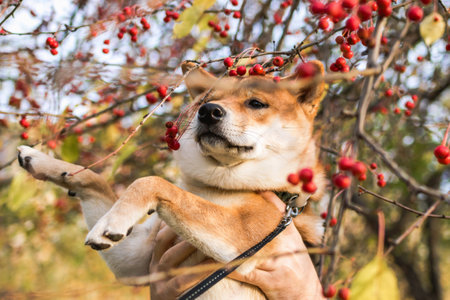 Happy Shiba Inu dog playing in the autumn park with red rowan berries on the branches.の写真素材
