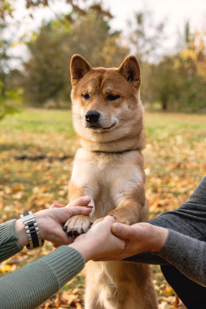 Shiba inu dog standing on hind legs with raised paw on human hands. Lovely owners with their dog.の写真素材