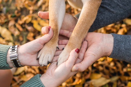 Top view on paws of dog in human hands of its owners on a background of autumn leaves.の写真素材