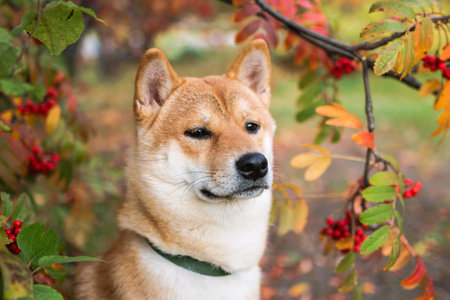 Close-up portrait of a Shiba Inu dog with a blurred background of red autumn leaves.の写真素材