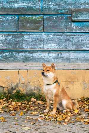 Shiba Inu dog is sitting peacefully and calm in front of blue wooden wall and autumn leaves.の写真素材